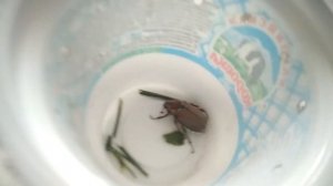 Как разлечить пол майского жука????Майский жук!