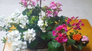 제라늄(페라고늄) 생생하고 이쁘게 키우기  Pelargonium,kalan diva