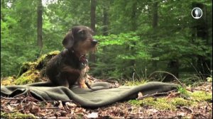 Планета собак. Такса