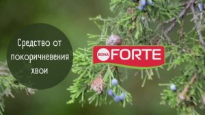 Как спасти хвою от пожелтения объясняет Лариса Зарубина. Средство от покоричневения хвои Bona Forte.