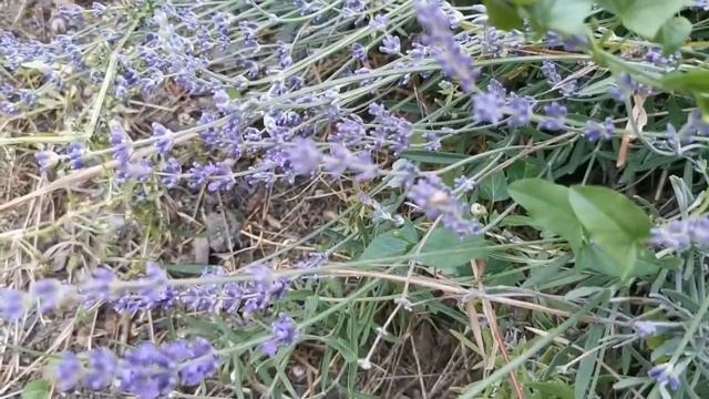 лавандовое Саше из крымской лаванды