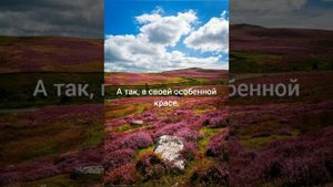 "Цветок среди камней", стихотворение.