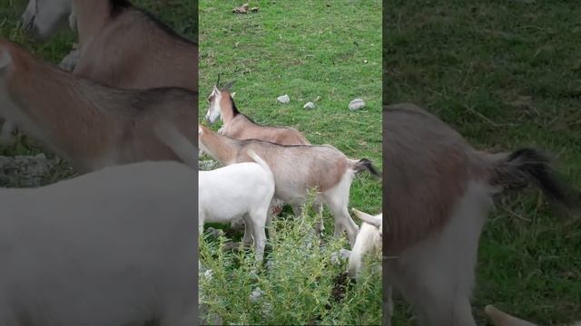 Содержание домашних коз чем они питаются на природе