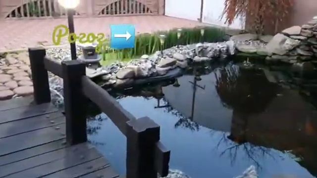 Как зимимуют карпы кои. Подготовка пруда к зимнему сезону. Обрезка водных растений.
