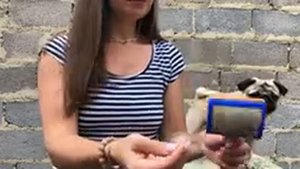 Уход за шерстью  ?? Фурминатор для собак ?? Чем вычёсывать шерсть у собак? ??Расчёски для собак ❌✅