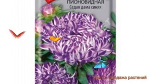 Астра пионовидный Седая Дама синяя ? обзор: как сажать, семена астры Седая Дама синяя