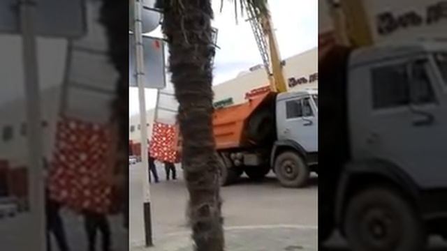 В ТЦ "Красная площадь" открыли пальмы