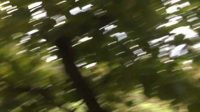 ЖИЗНЬ в ГЛУХОЙ ДЕРЕВНЕ. БЕЛАРУСЬ Обзор фундук сорт Барселонский,урожай формирования кроны смотреть онлайн