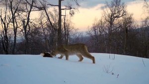 Дикие животные на Урале, снятые на видеоловушку