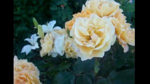 Значение желтых роз. Pозы в нашем саду