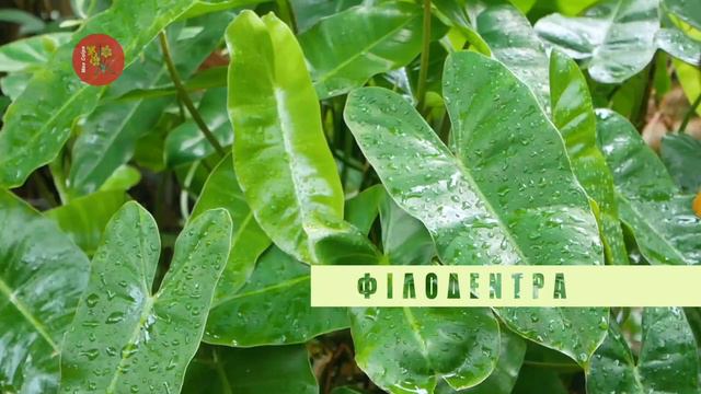 Φυτά Που Αναπτύσσονται Στο Νερό Χωρίς Χώμα смотреть онлайн