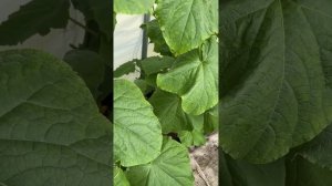 ПОДКОРМКИ ДЛЯ ОГУРЦОВ