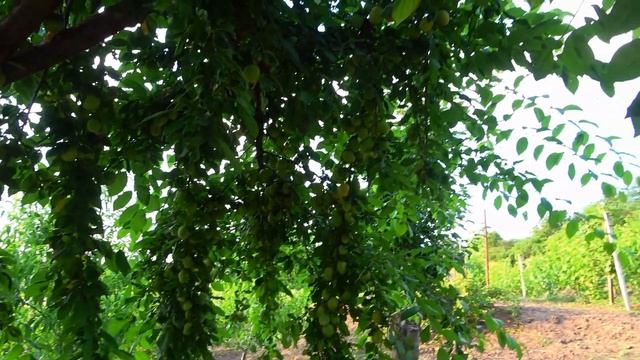 Крупноплодная алыча ЗЛАТО СКИФОВ на 02.07.2023 смотреть онлайн