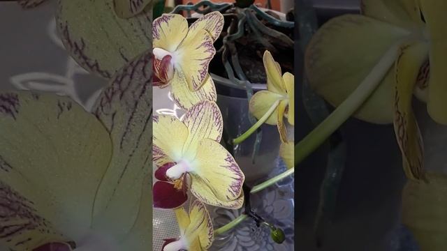 ?Липкие капли на цветоносе орхидеи.