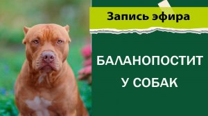 Баланопостит у собак