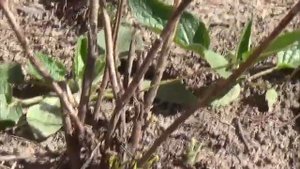 Керия японская растет, не растет на Урале ?