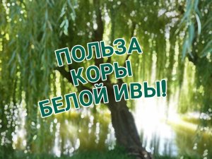 **"Секреты Здоровья: Как Кора Белой Ивы Может Изменить Вашу Жизнь!"**