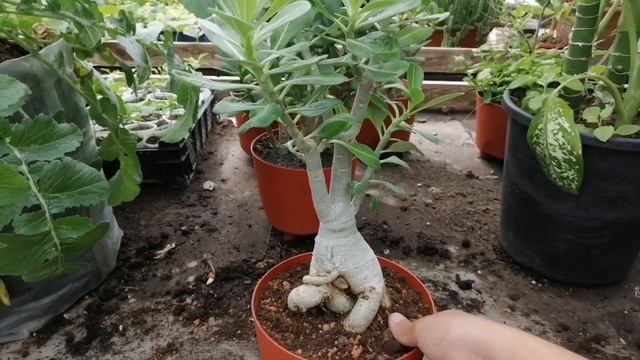 Адениумы: вести с полей смотреть онлайн