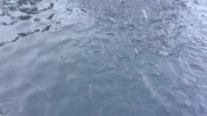 Садковое хозяйство . Садки в пруду двойная выгода .  Прибыльное дело. Качество воды