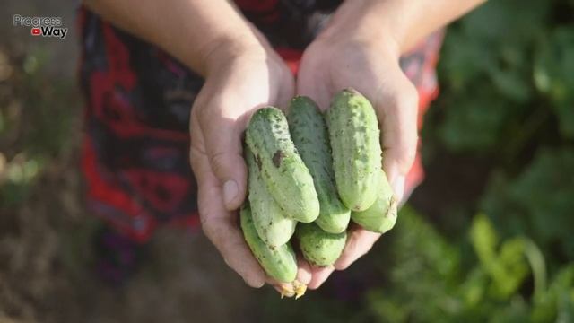 Подкормка Огурцов БЕЗ ХИМИИ В Июле! смотреть онлайн