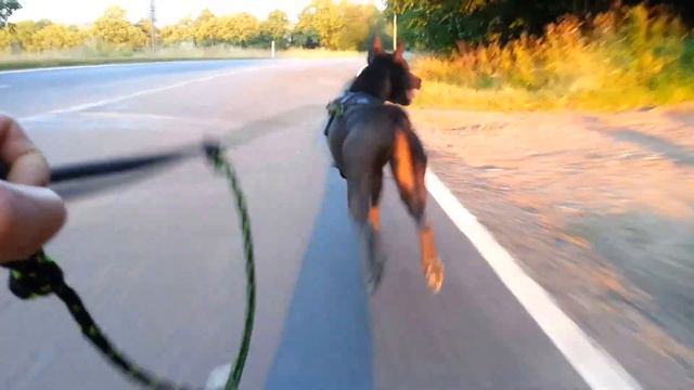 Thai Ridgeback pulling Penny Australia skateboard 42 km/h смотреть онлайн