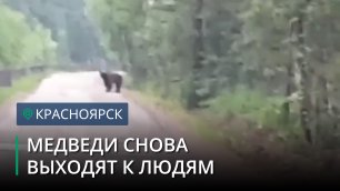 Медведь вышел к людям в Зеленогорске