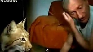 Домашняя рысь Как мужик приручил рысь