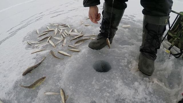 Зимняя рыбалка. Зубарь. Охотск часть 1