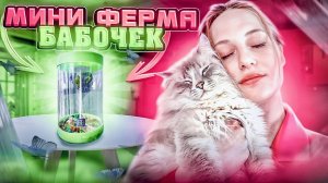 Мини ферма с тропическими бабочками от Флай-Флай