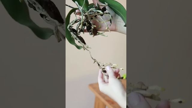 Три ошибки ухода за орхидеями #орхидея #орхидеяфаленопсис #поливорхидеи #орхидеяуход #орхидеиуход смотреть онлайн