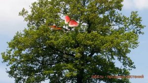Дуб черешчатый (quercus robur) ? черешчатый дуб обзор: как сажать, крупномеры дуба