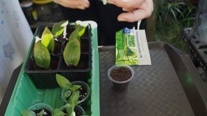 Замиокулькас размножение листом. Как размножить долларовое дерево