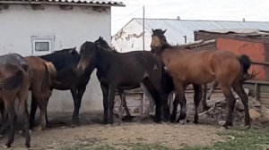 Молодой жеребчик пытается покрыть кобылок
