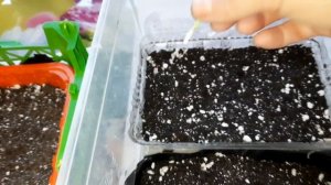 МАССОВОЕ ЧЕРЕНКОВАНИЕ ХРИЗАНТЕМЫ. МОЙ МЕТОД СОХРАНЕНИЯ И РАЗМНОЖЕНИЯ ХРИЗАНТЕМЫ ЗИМОЙ.