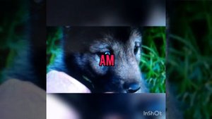 Песня "Волчонок" написана Маршалом из реальной истории, которую он услыхал в Казахстане