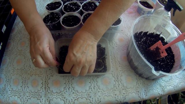 Эустома - ирландская роза, лизиантус.Две недели после посева,пикирую. смотреть онлайн