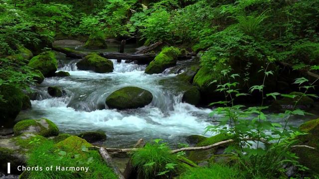 Красивая расслабляющая музыка 🌿 перестаньте думать, музыка для снятия стресса, музыка для сна