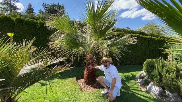 Palmy a Zahrady - Czech Republic -Our NEW Washingtonia Filifera planted in Czech soil in our garden смотреть онлайн