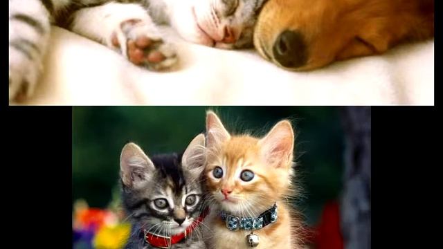 Маленькие жывотные