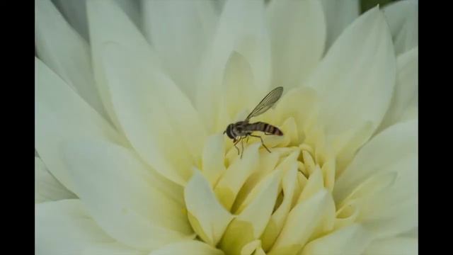 Dahlien