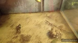 Размножаем Богомолов, неудачная попытка