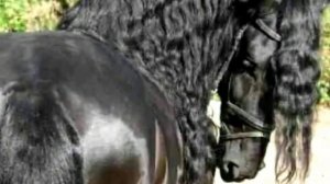 Фризская порода лошадей