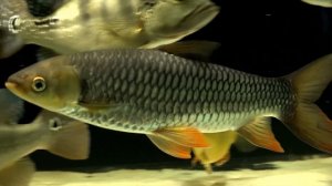 Большой аквариум дома. Правильная фильтрация. Супер фильтрация и рыбы в аквариуме