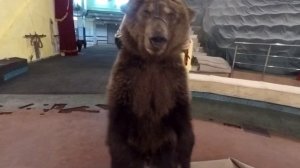 На что способны медведи?┃Дрессировка медведей