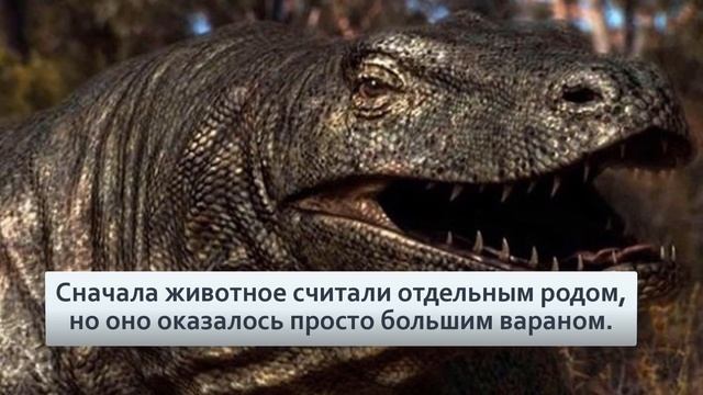 Мегалания 7 ми метровый варан весом в 2 тонны и охота древних австралийцев