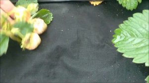 8 июля 2023. Обзор сортов клубники.