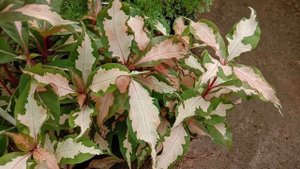 Graptophyllum pictum, Caricature-plant, a garden shrub, used traditionally to treat various disease