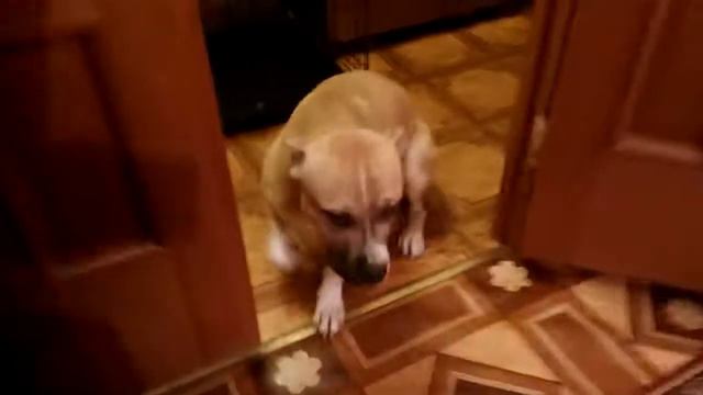 НАКОСЯЧИЛИ СВЕЖАЯ ПОДБОРКА ПРОВИНИВШИХСЯ СОБАК СМОТРЕТЬ ВСЕМ смотреть онлайн