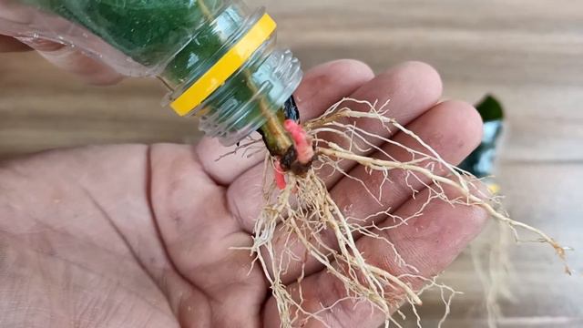 Propagating Plant Leaves In Water. Strange Thing Happened