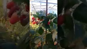 Ремонтантная малина Королевский пингвин